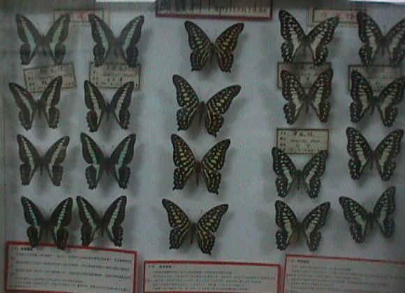 蝶、蝶、蝶・・・